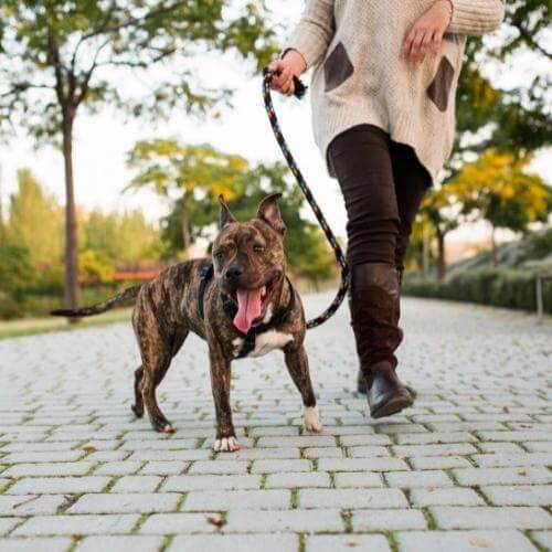 Lashely Animal Hospital - New Patient Information