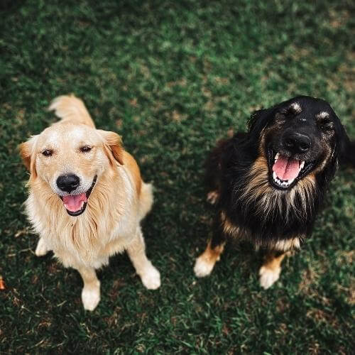 black and brown dog sitting next to a light orange dog in the grass